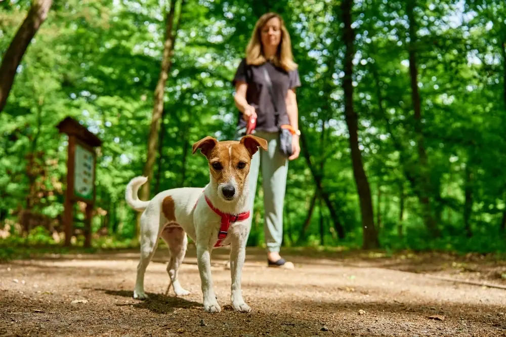 Jack Russell Dog Jack Russell Dog
