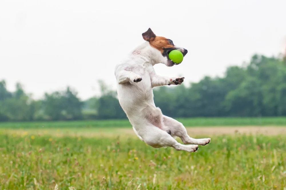 Jack Russell Terrier Temperament Jack Russell Terrier Temperament