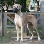 Large Dog Breeds