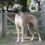 Which Large Dog Breeds Are Best for You?