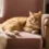 What Makes the Orange Tabby Cat So Special?