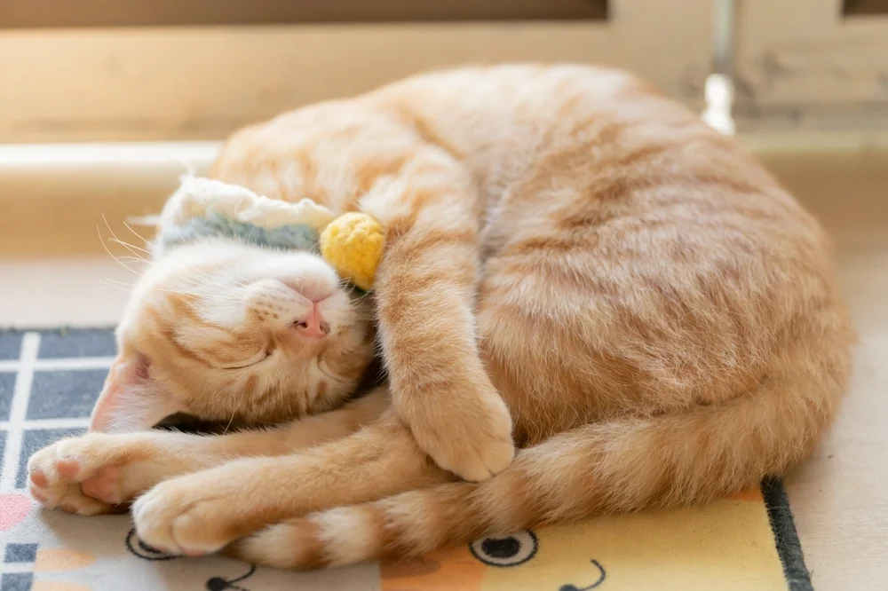 Orange Tabby Cat Personality