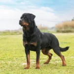Rottweiler Lifespan