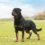 Rottweiler Lifespan: How Long Do These Loyal Dogs Live?