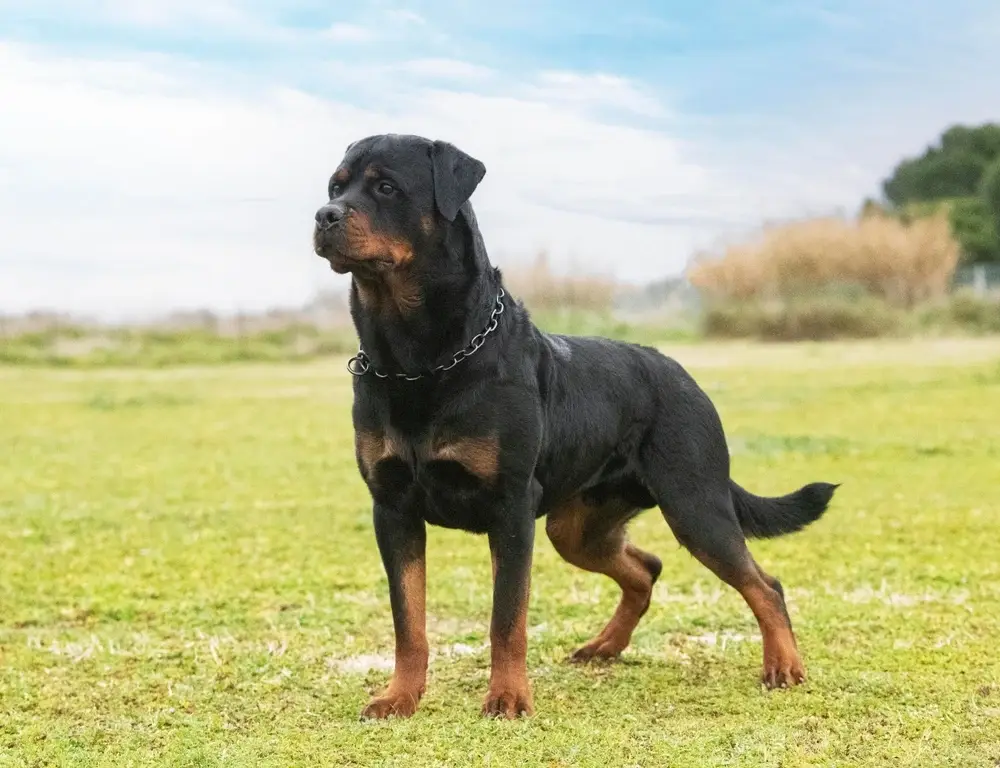 Rottweiler Lifespan Rottweiler Lifespan