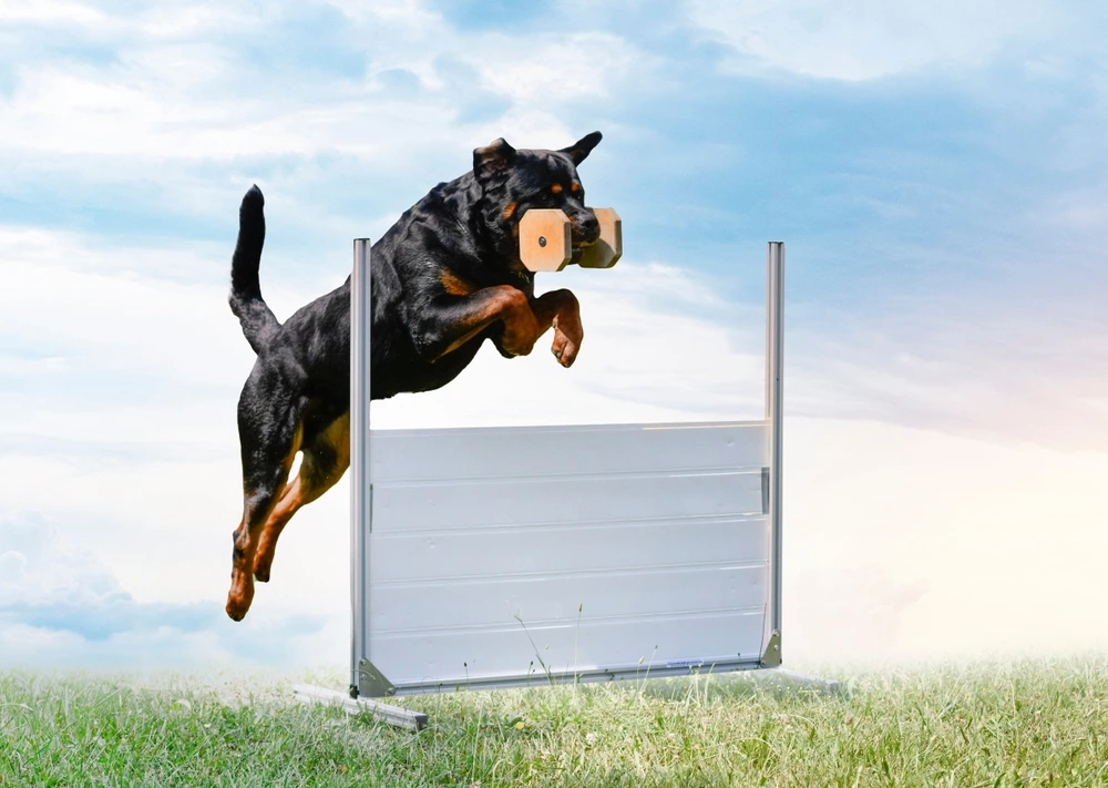 Rottweiler Temperament Rottweiler Temperament
