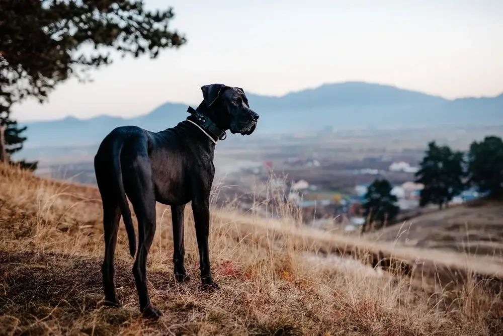 Tallest Dog Breeds Tallest Dog Breeds