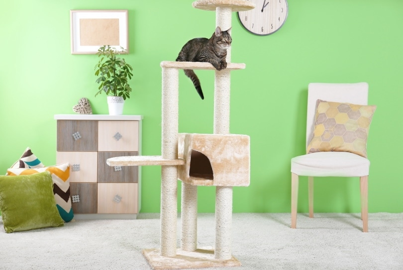 cat sitting on a cat tree