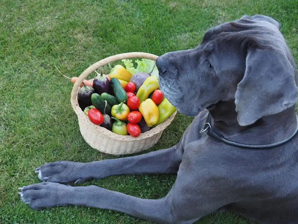Can Dogs Eat Lettuce Can Dogs Eat Lettuce