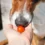 Can Dogs Eat Tomatoes? A Vet-Reviewed Guide for Pet Owners