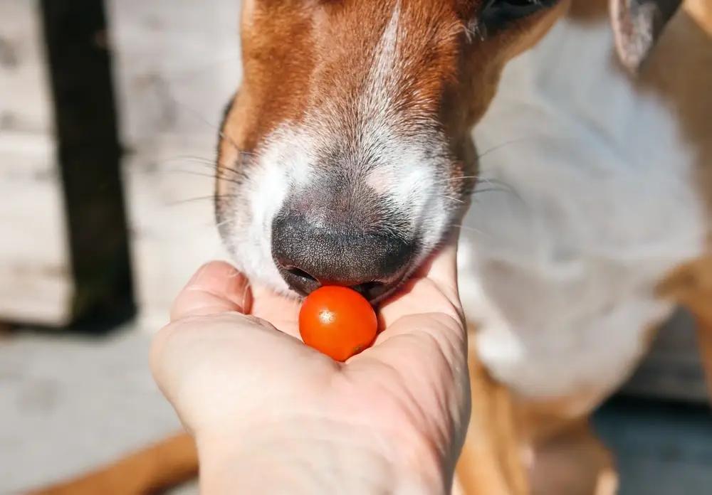 Can Dogs Eat Tomatoes Can Dogs Eat Tomatoes