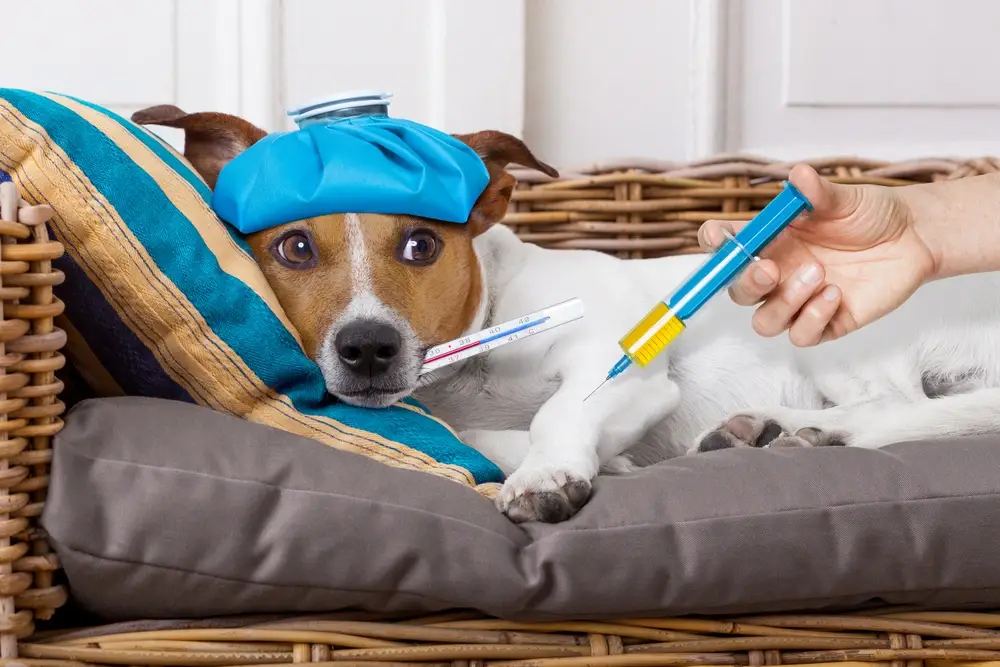 How To Treat A Dog With A Cold How To Treat A Dog With A Cold