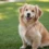 Meet the Mini Golden Retriever