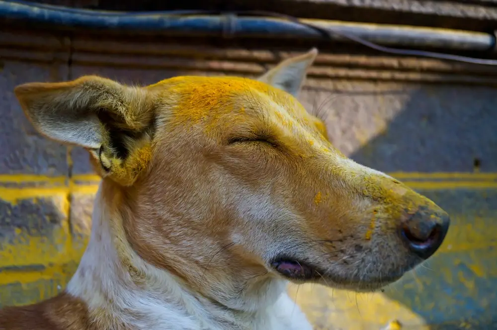 Turmeric For Dogs Itchy Skin Turmeric For Dogs Itchy Skin