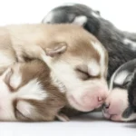 When Do Puppies Open Their Eyes