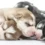 Puppy Milestones: When Do Puppies Open Their Eyes?