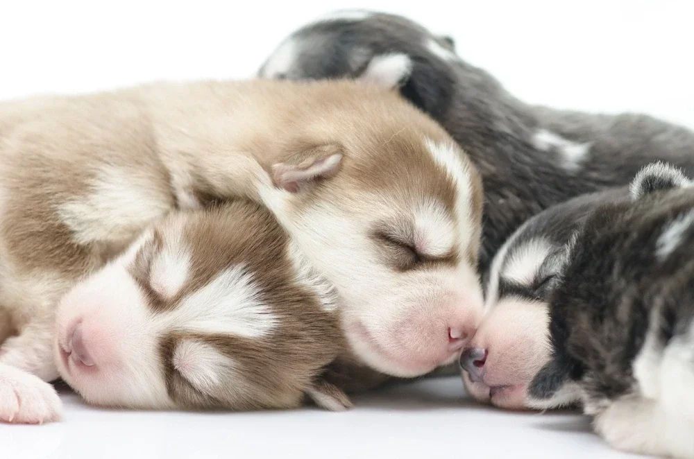 When Do Puppies Open Their Eyes When Do Puppies Open Their Eyes