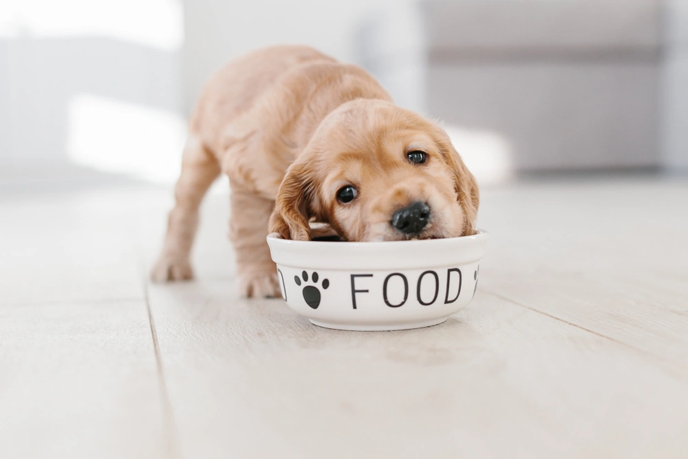 When Do Puppies Start Eating Food When Do Puppies Start Eating Food