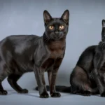 Bombay Cat vs Black Cat: Key Differences, Similarities, and How to Tell Them Apart Bombay Cat vs Black Cat