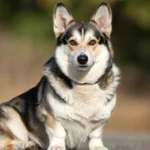 Corgi Husky Mix