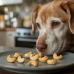 Can Dogs Have Cashews
