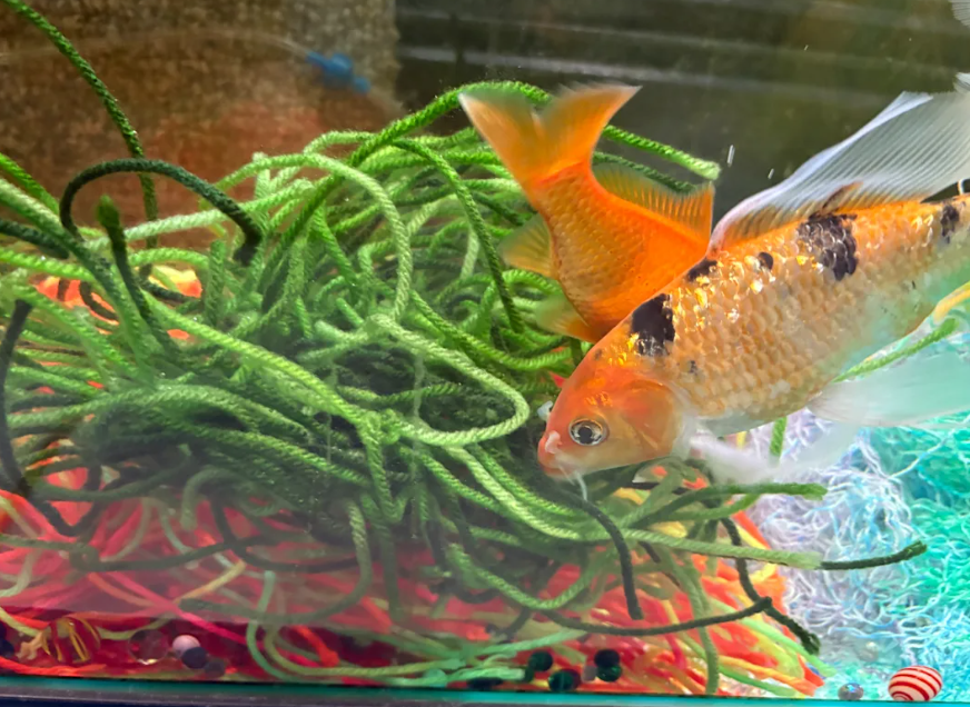 fry safe aquarium décor