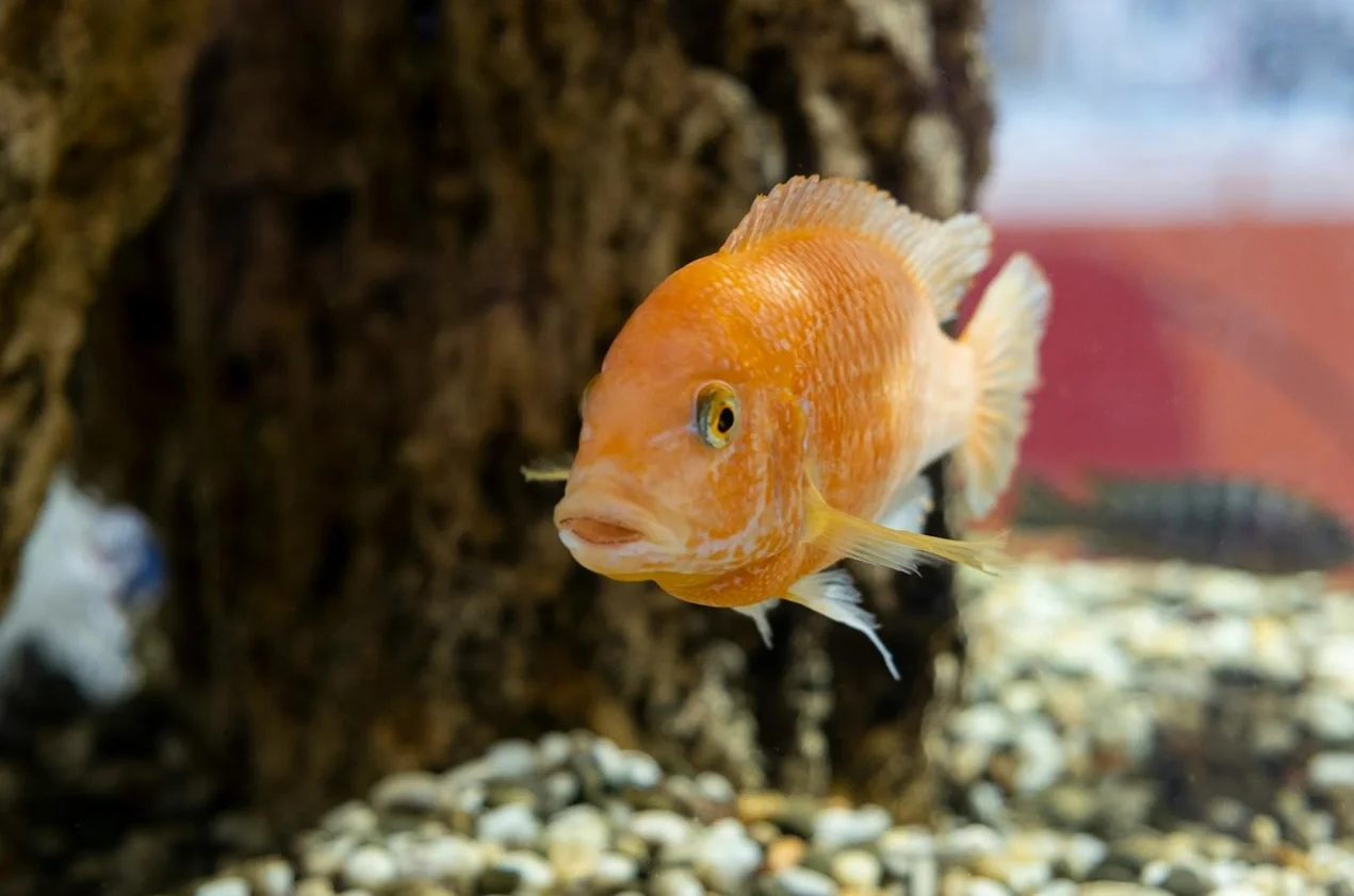 Aquarium Aquarium