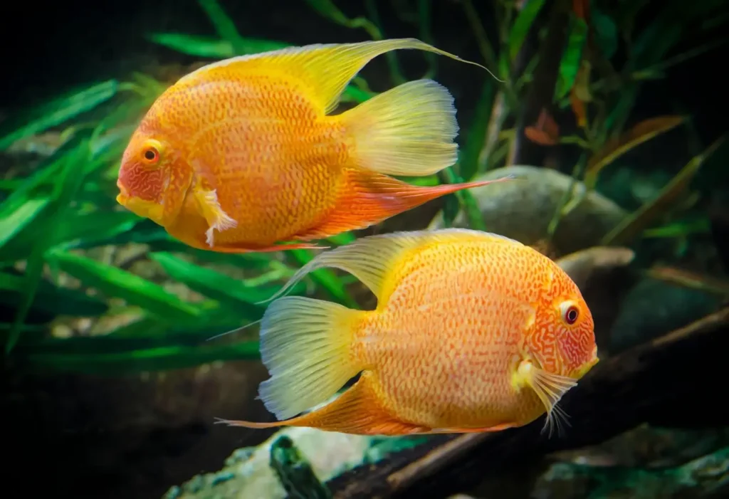 Most Popular Fish for Aquariums in the UK