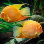 Most Popular Fish for Aquariums in the UK
