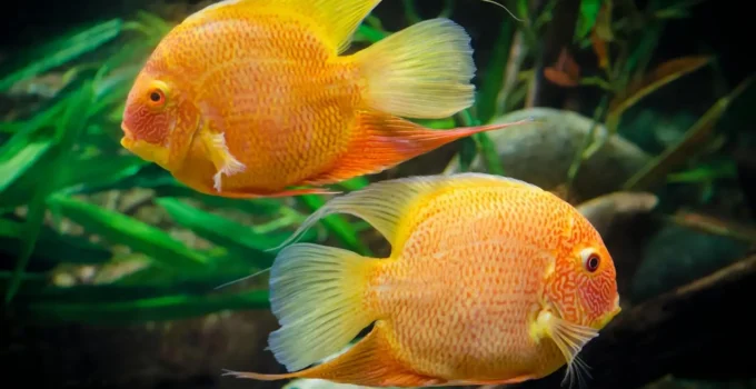 Most Popular Fish for Aquariums in the UK