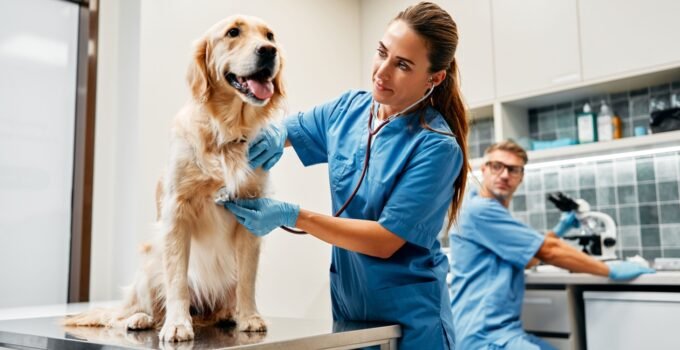 Veterinary Medicine Programs